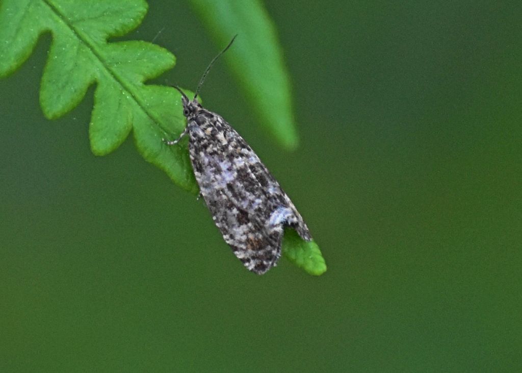 Falena da identificare 2: Celypha rivulana - Tortricidae